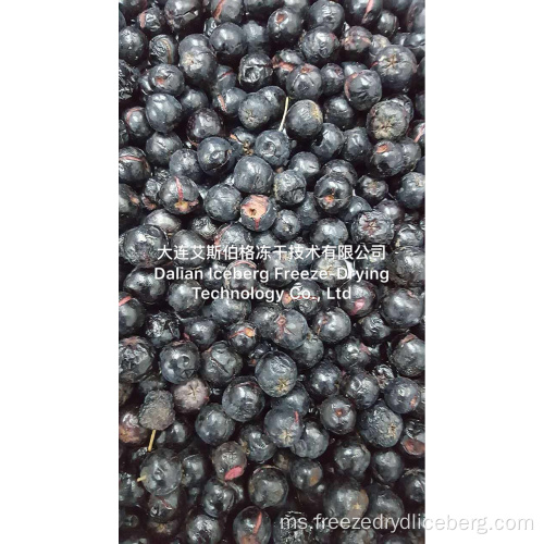 Mesin Pengeringan Pembekuan Blueberry